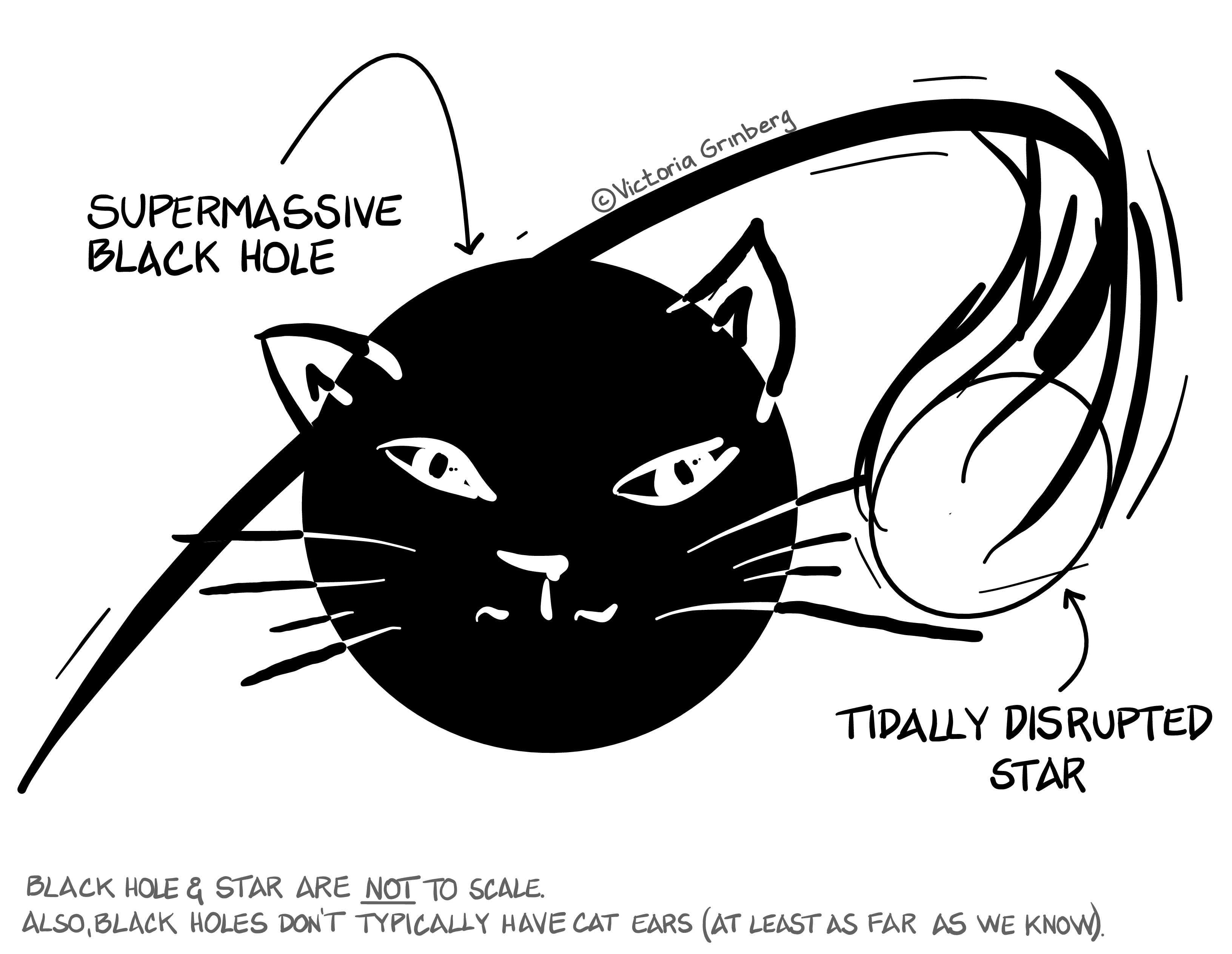Black and white digital drawing. A big black hole, with cat ears and face, labelled 'supermassive black hole' and orbiting it a distorted object, labelled 'tidally distrupted star'. The black hole is looking at the star, smirking. Below the is written 'Black hole & star are not to scale. Also, black holes don't usually have ears (at least as far as we know).