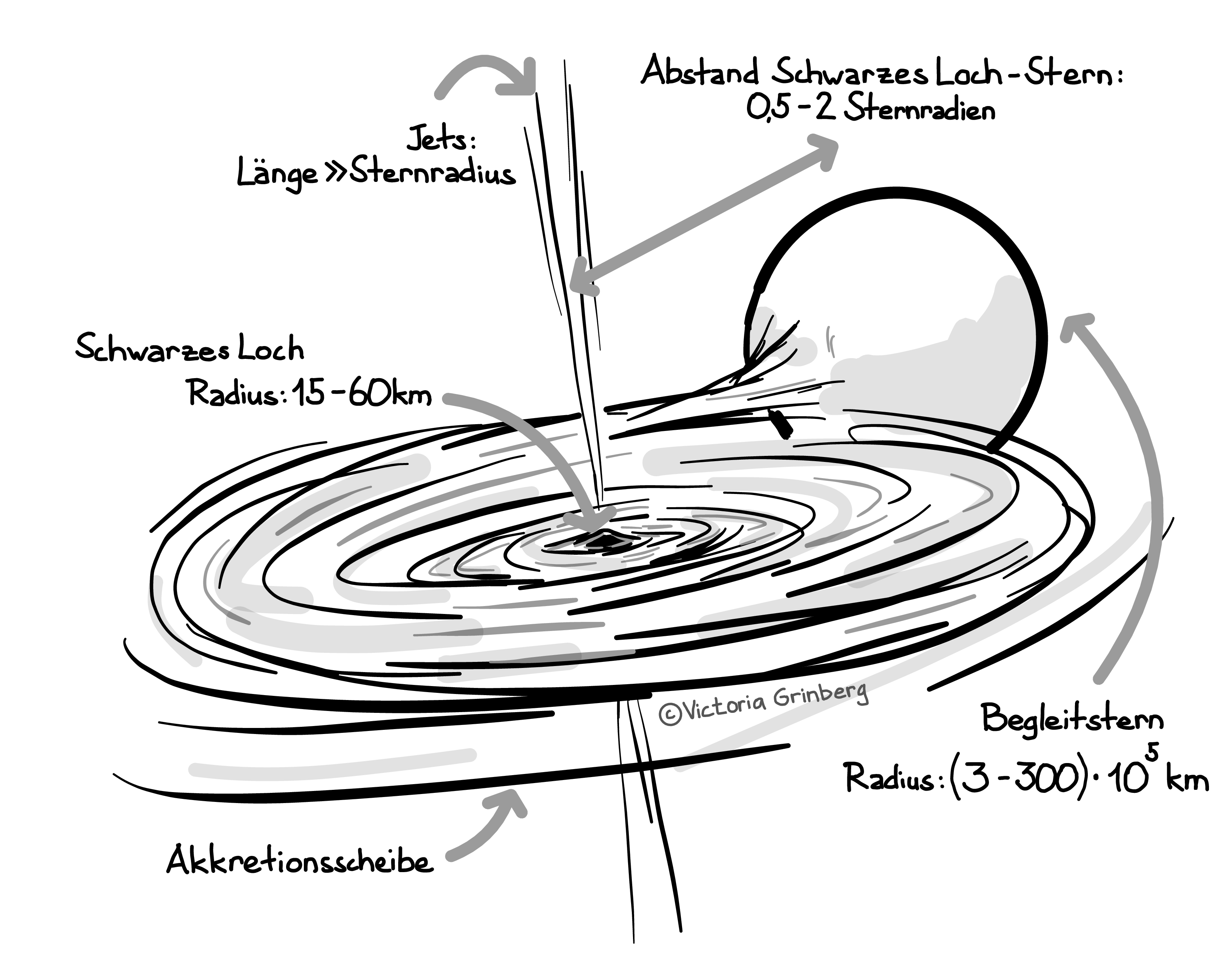 Black and white sketch of an X-ray binary system (normal star, black hole, accretion disk around the black hole, jets emanating from close to the black hole) with scales for the individual components indicated in writing.