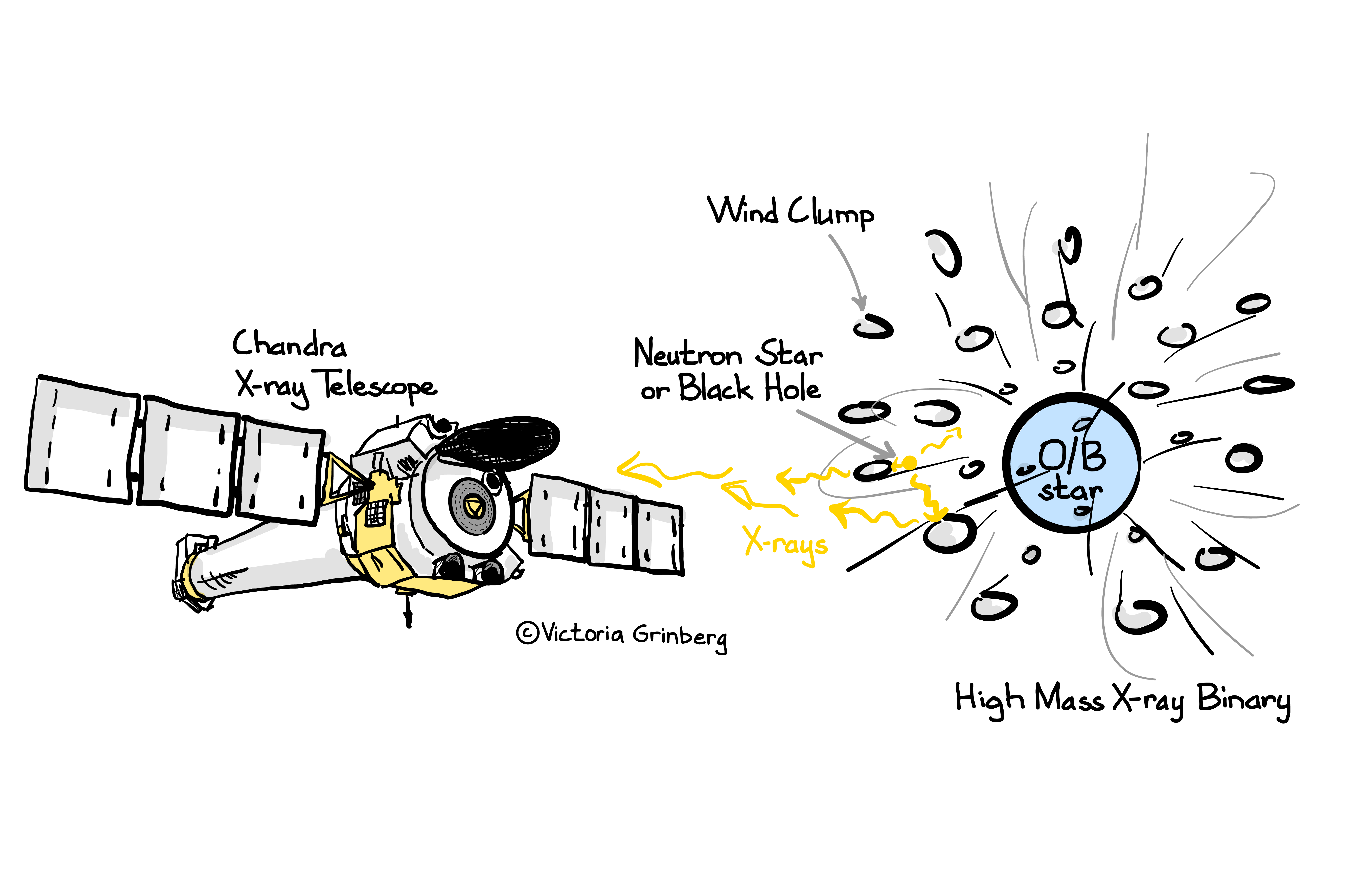 Right: Drawing of a high mass X-ray binary consisting of an O/B star and a neutron star or black hole. The star emits clumpy stellar wind. The neutron star or black hole emits X-rays that get absorbed or scattered by the clumps (shown by little arrows). Left: The X-rays are then observed by the Chandra X-ray telescope, also drawn by me.