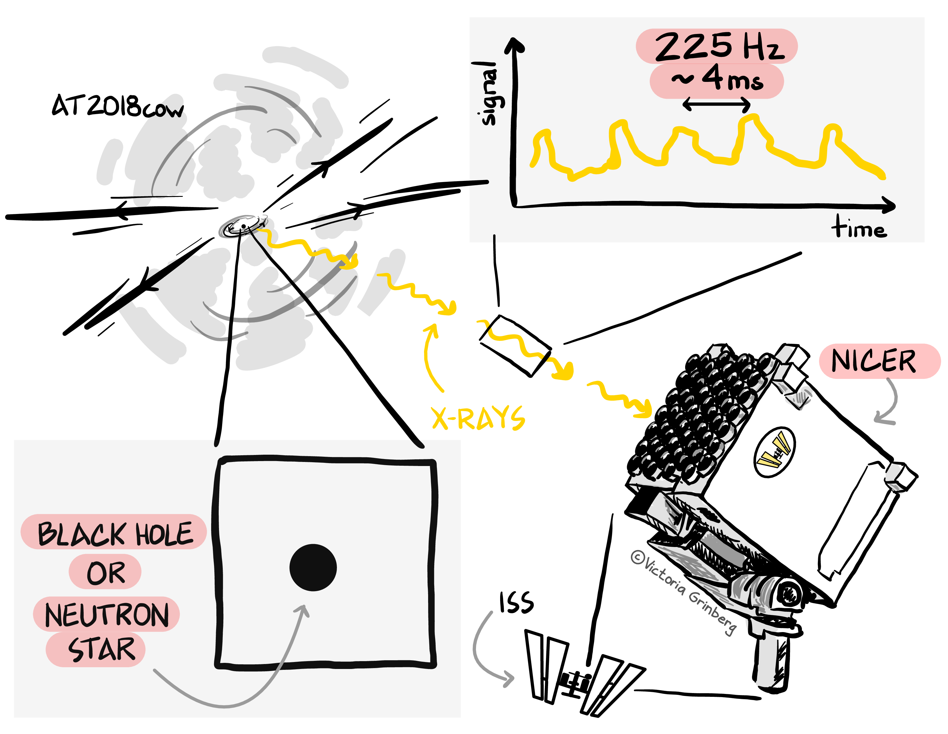 Mostly black & white digital drawing of the NICER space telescope collecting X-rays emitted from the AT2018cow explosion showing an accretion disk and equatorial outflows (winds?). Next to NICER is a small sketch of the international space station, ISS, with lines indicating that nicer is on the ISS. A zoom in of the center of AT2018cow shows a black points, labelled 'black hole or neutron star', a zoom in on the X-rays shows a lightcurve plot, with a periodic signal, labelled '225 Hz' 