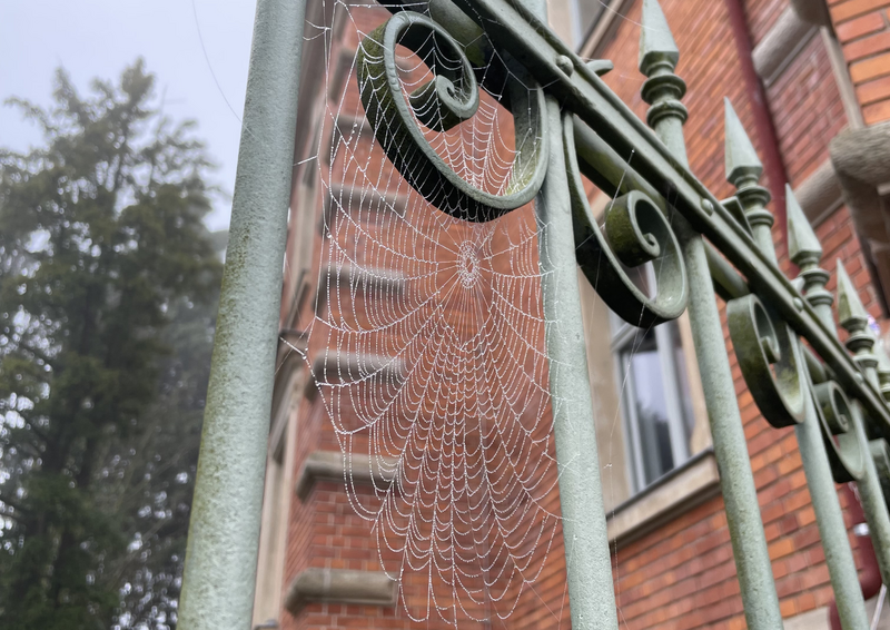 File:Spiderweb cut.png
